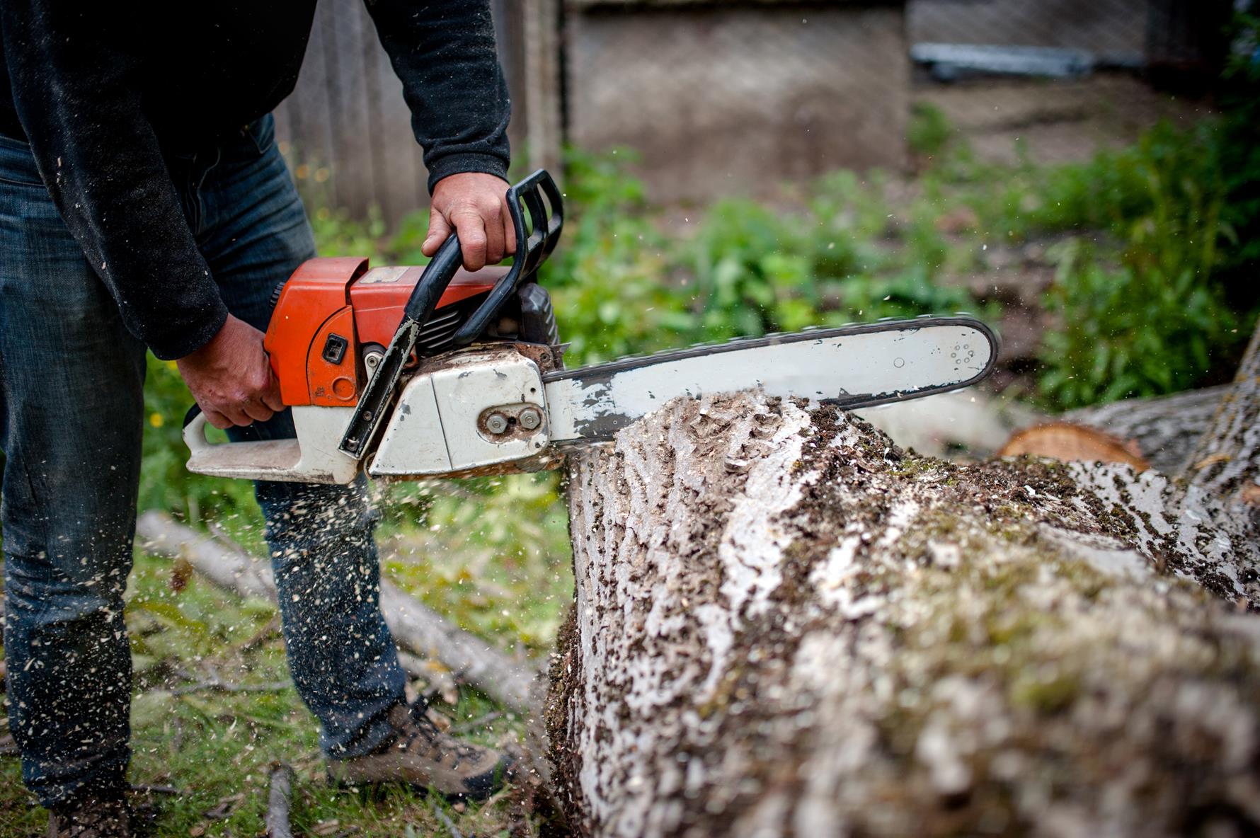 Tree service crew cutting a tree in the Bronx