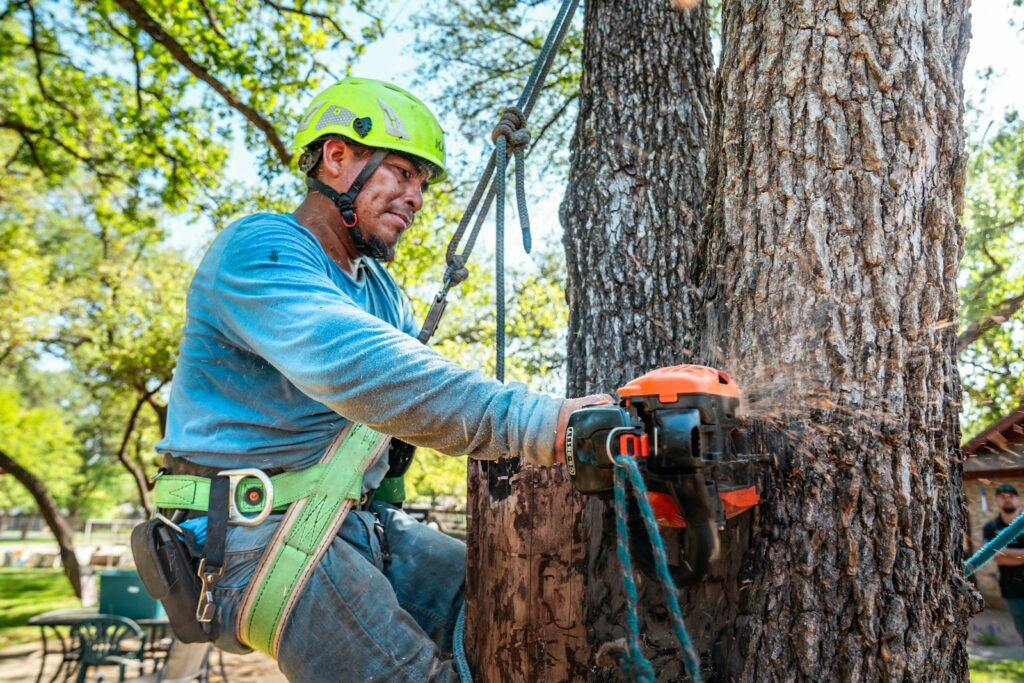 Arborist cutting a tree with a chainsaw in the Bronx