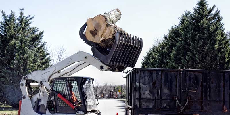 Tree removal in the Bronx, NY