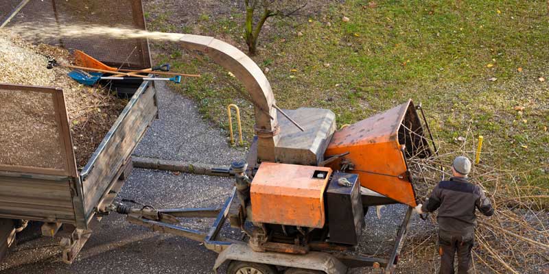 Tree trimming service in the Bronx