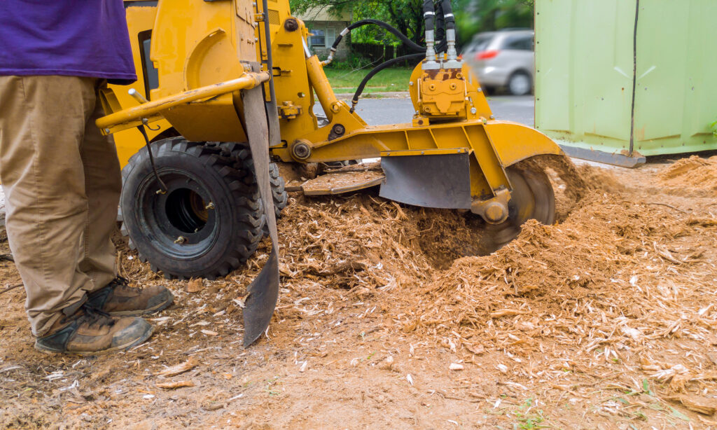 Stump removal service in the Bronx