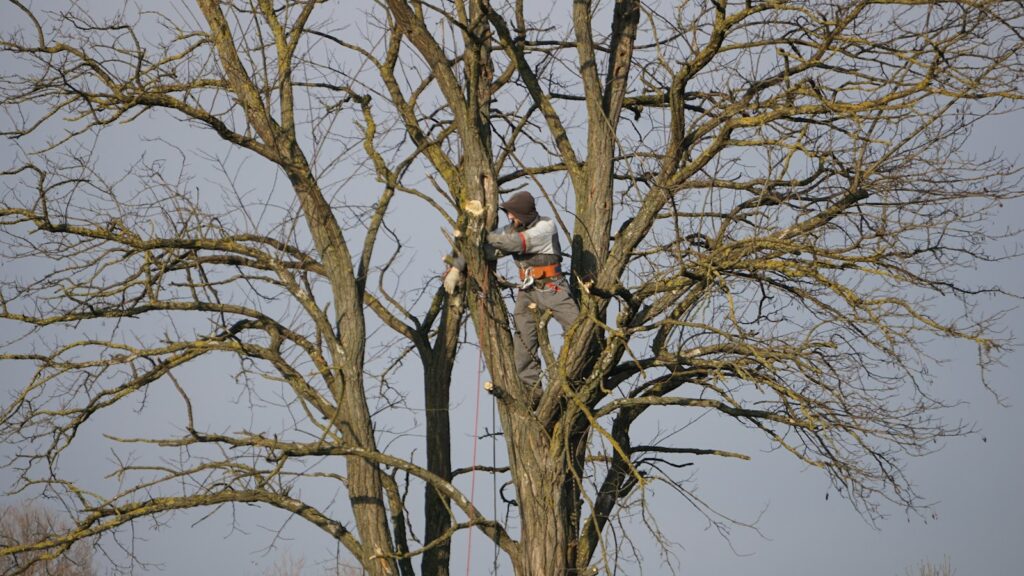 Arborist pruning a large tree with a safety harness