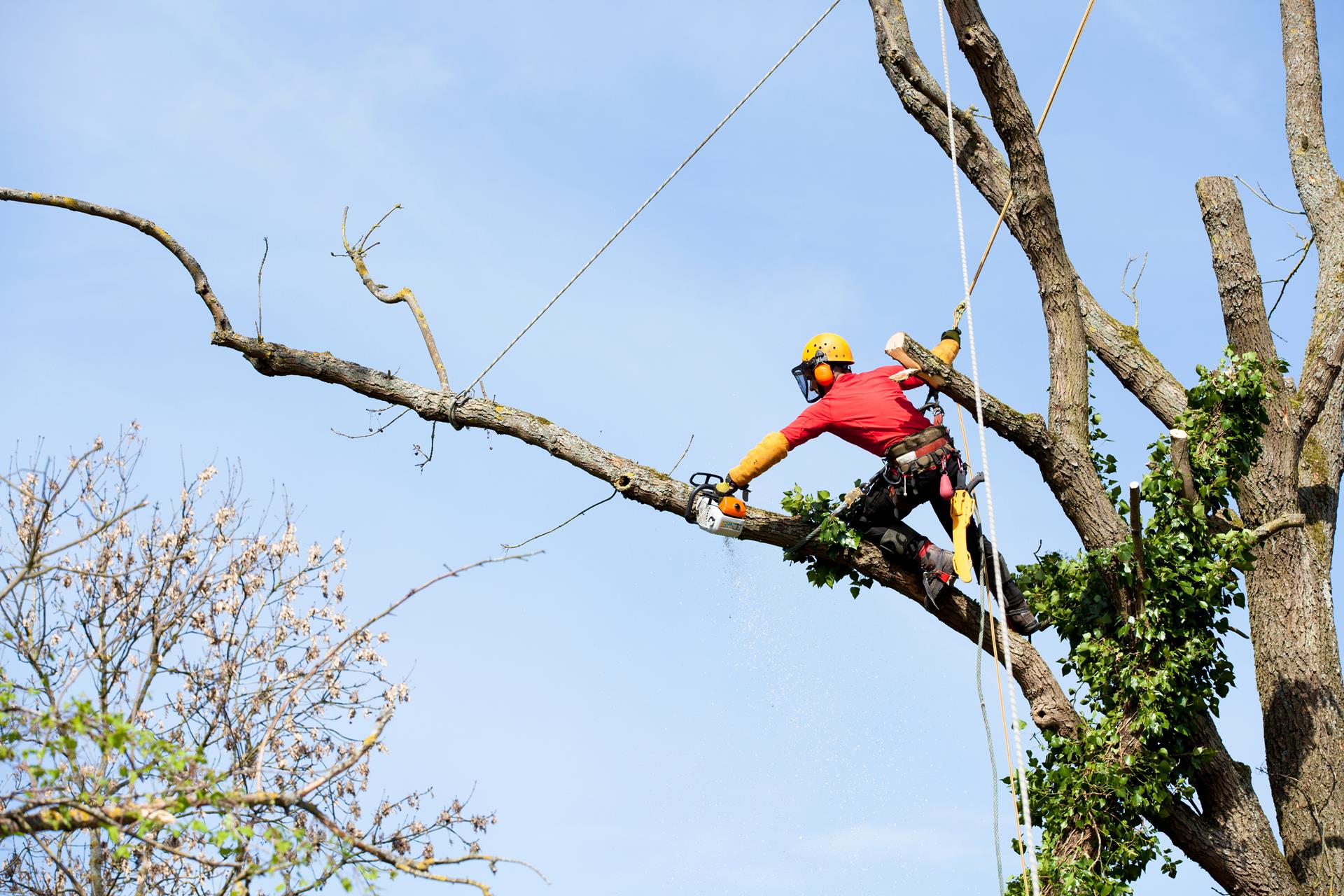 Bronx Tree Services arborist cutting tree branches