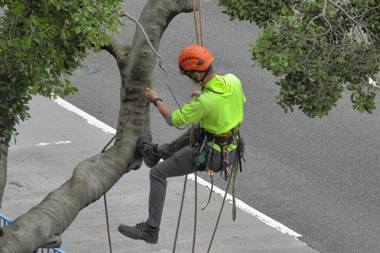 Tree care professional climbing a tree